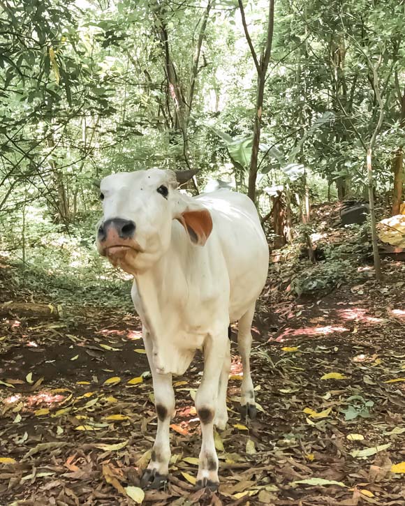 cow in the jungle